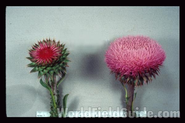 Flowers<br>(Location of Picture: Illinois, USA)