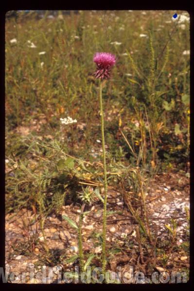 Flowers Side View