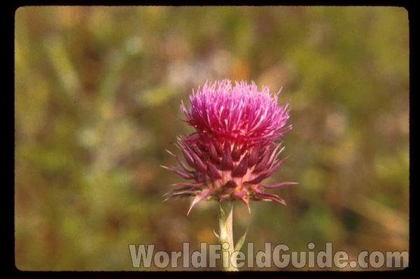Flower Side View<br>(Location of Picture: Mchenry, Illinois, USA)
