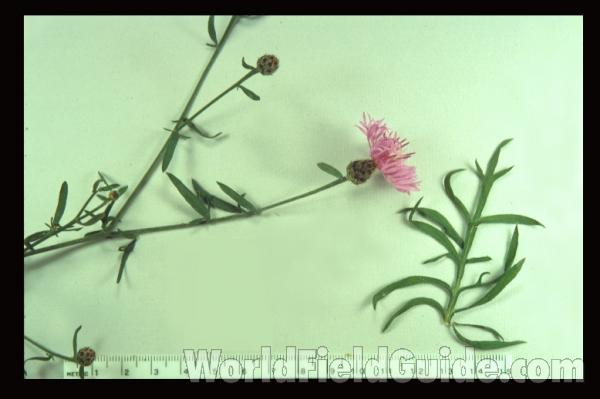 Mounted Top Of Plant in  Bloom<br>(Origin of the Specimen: Wisconsin , USA)