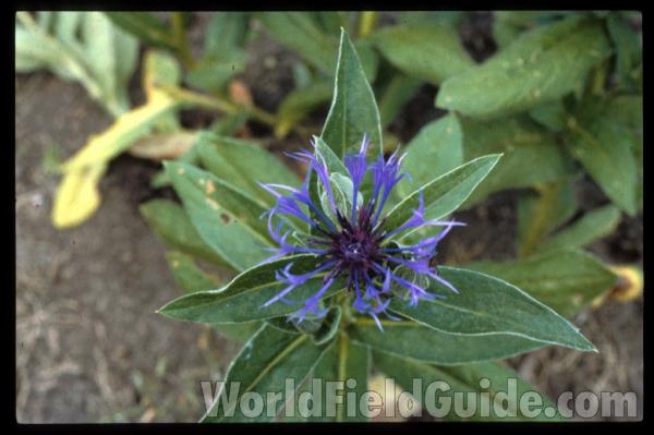 Top Of Plant in  Bloom<br>(Location of Picture: Chicago Garden, USA)