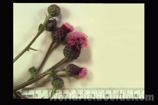 Silhouette<br>(Location of Picture: Northern Illinois, USA)