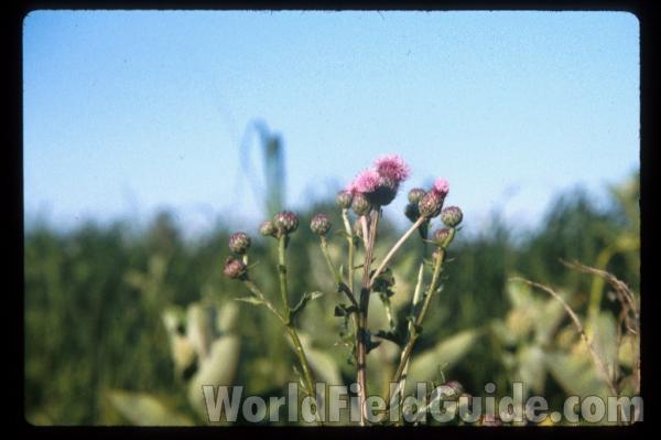 Habitat Showing Top Of Plant in  Bloom