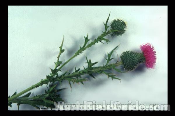 Mounted Top Of Plant in  Bloom<br>(Location of Picture: Illinois, USA)