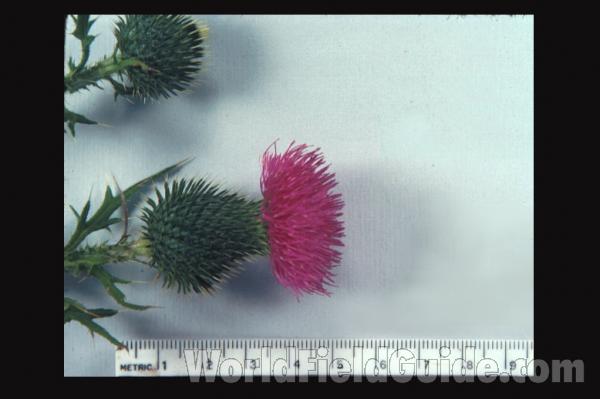 Mounted Flower Side View<br>(Location of Picture: Illinois, USA)
