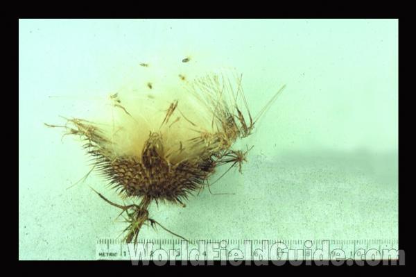 Seeds<br>(Origin of the Specimen: Northern Illinois, USA)