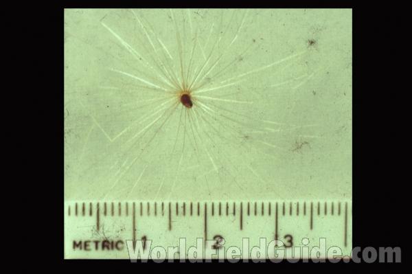 Seed<br>(Origin of the Specimen: Northern Illinois, USA)
