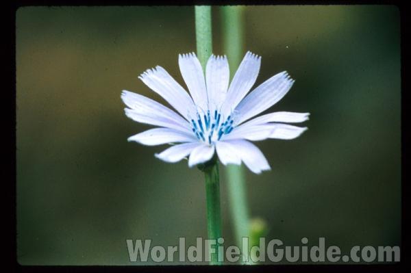 Flower Angle View<br>(Location of Picture: Idaho, USA)