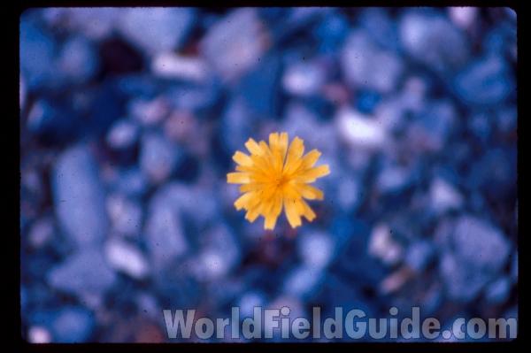 Flower<br>(Location of Picture: British Colombia, Canada)