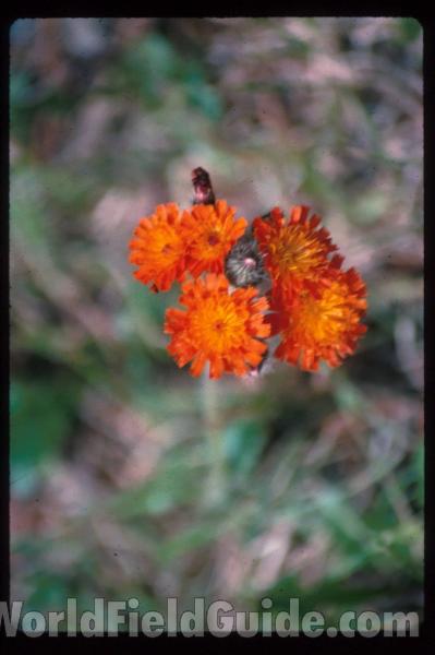 Flowers<br>(Location of Picture: British Colombia, Canada)