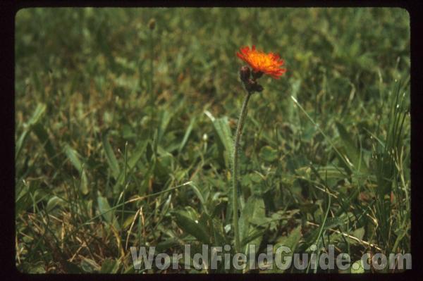 Flowers and Stem<br>(Location of Picture: Schuyler, New York, USA)