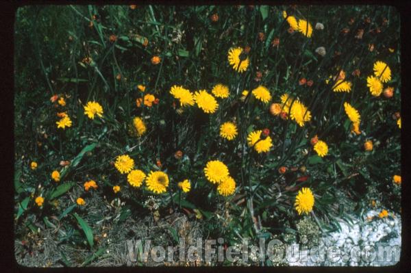 Flowers<br>(Location of Picture: Sweden, Europe)