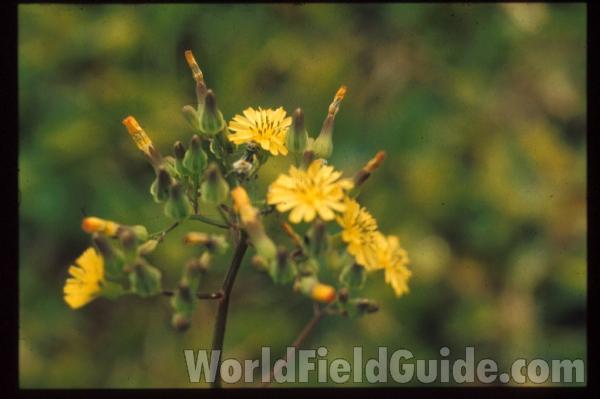 Top Of Plant<br>(Location of Picture: Tennessee, USA)