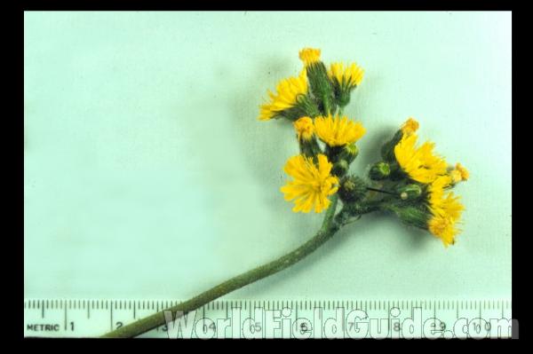 Mounted Flowers<br>(Origin of the Specimen: Wacounda, Il, USA)