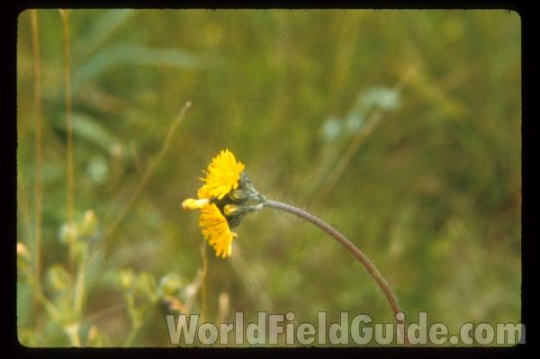 Flowers Side View<br>(Location of Picture: Wadsworth, Illinois, USA)