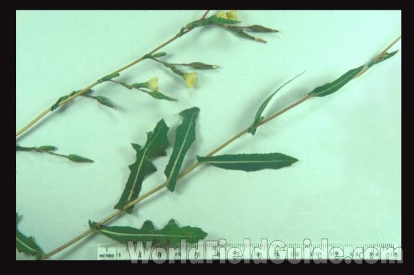 Mounted Plant<br>(Origin of the Specimen: Round Lake, Il, USA)