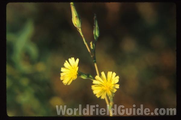 Flowers<br>(Location of Picture: Okanogan, Washington, USA)