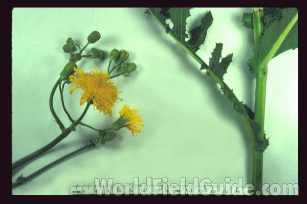 Mounted Specimen<br>(Origin of the Specimen: Illinois , USA)