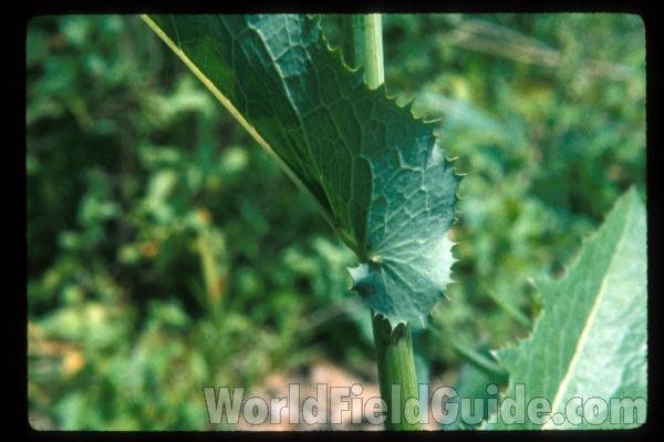 Leaf and Stem<br>(Location of Picture: Illinois, USA)