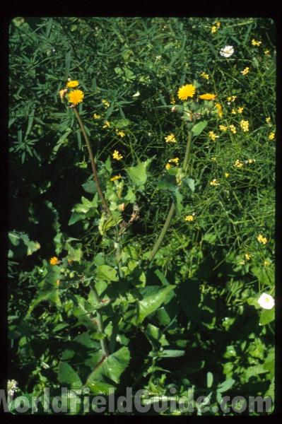 Habitat<br>(Location of Picture: Conconully, Washington, USA)