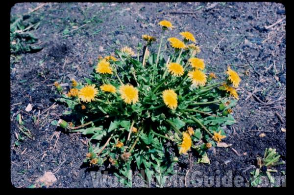 Silhouette<br>(Location of Picture: Round Lake, Illinois, USA)