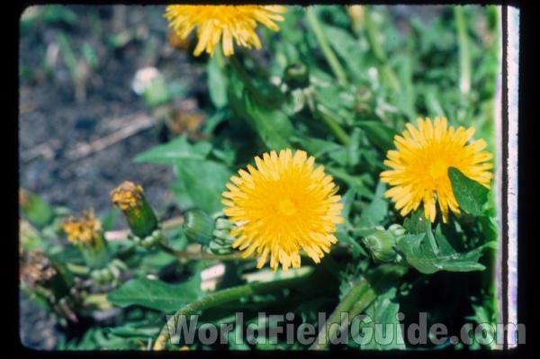 Flowers<br>(Location of Picture: Round Lake, Illinois, USA)