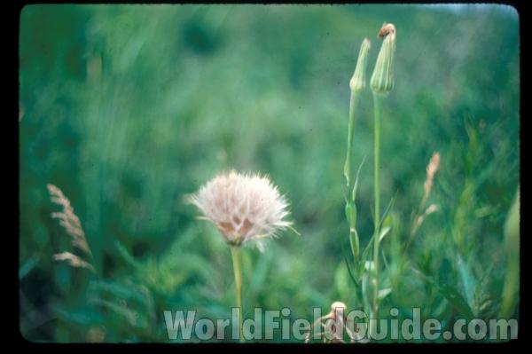 Seed Head