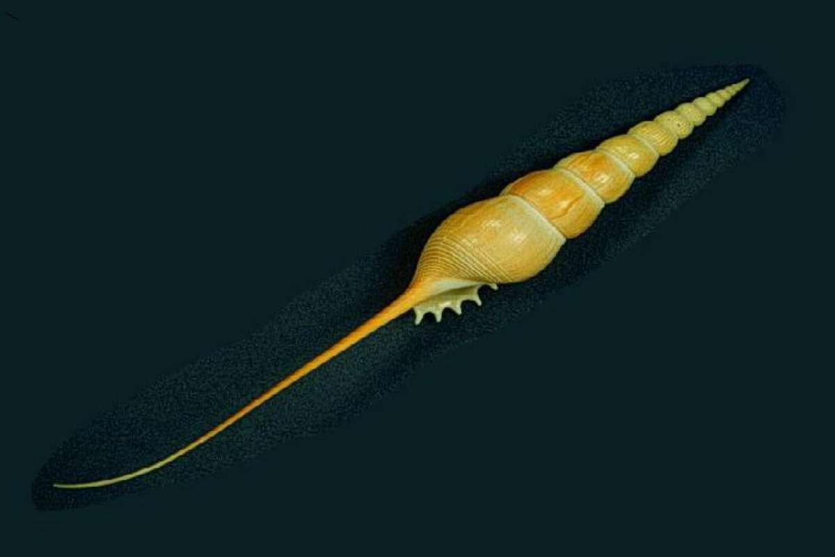 Single Specimen<br>(Origin of the Specimen: Philippines)