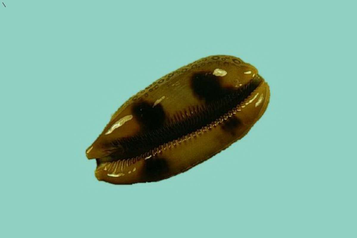 <br>(Origin of the Specimen: Philippines)