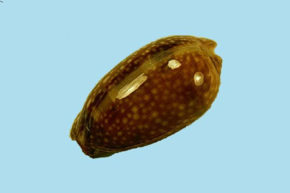 <br>(Origin of the Specimen: Florida Keys, USA)<br>(Origin of the Specimen: Florida Keys, USA)