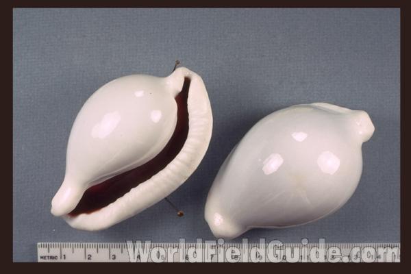 Mantle - Habitat<br>(Location of Picture: Philippines)