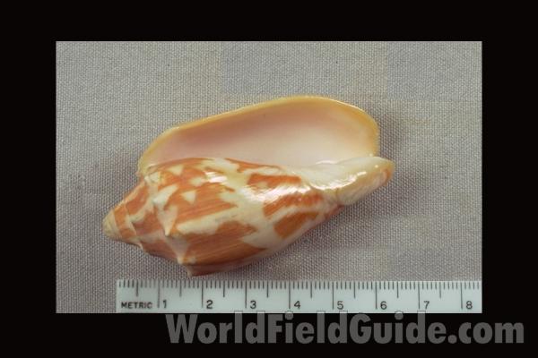 <br>(Origin of the Specimen: Near Philippine Islands)<br>(Origin of the Specimen: Near Philippine Islands)