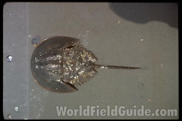 Shell - Ventral View<br>(Location of Picture: Private Collection, 2012)