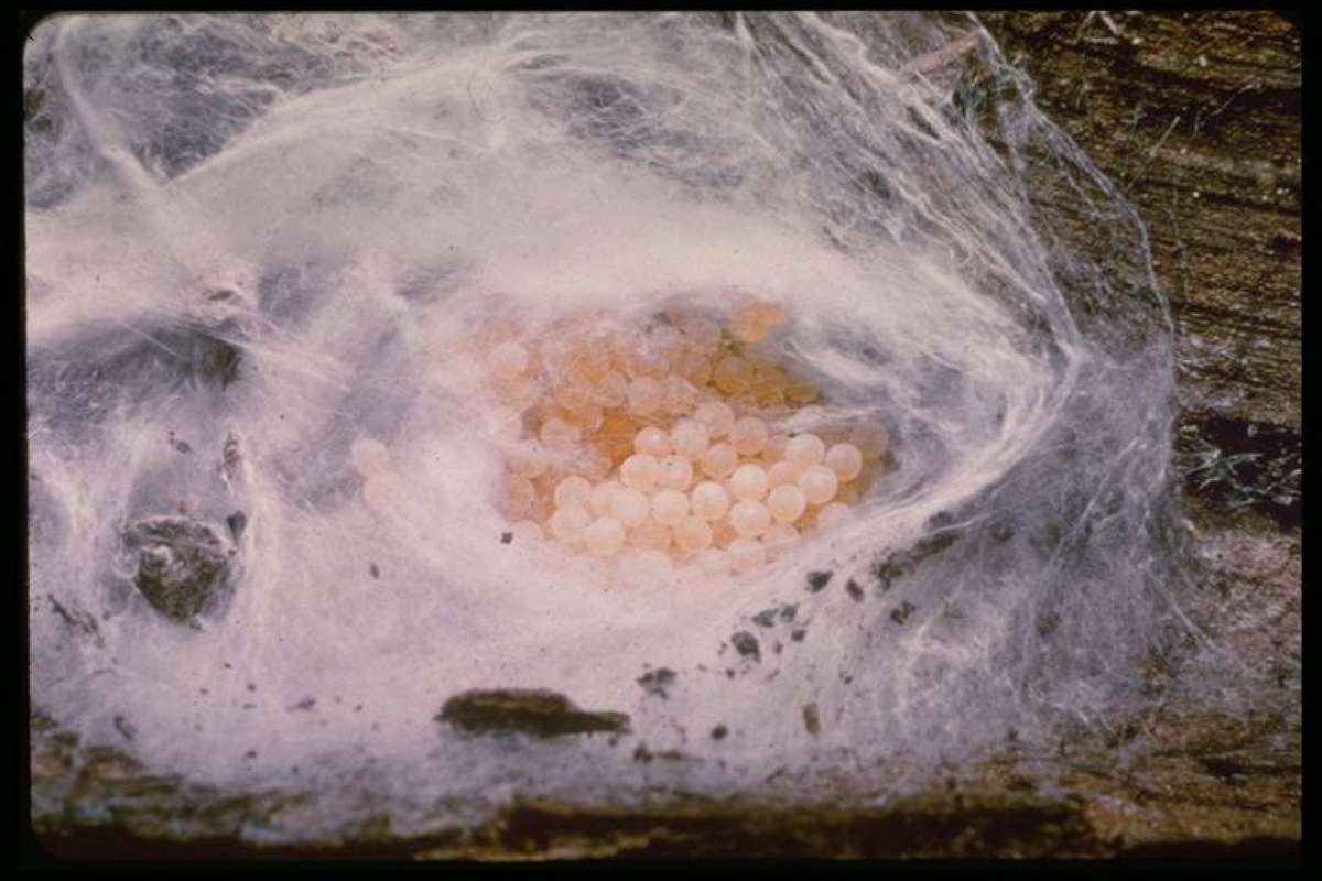 Nest and Eggs<br>(Origin of the Specimen: Ohio, USA)