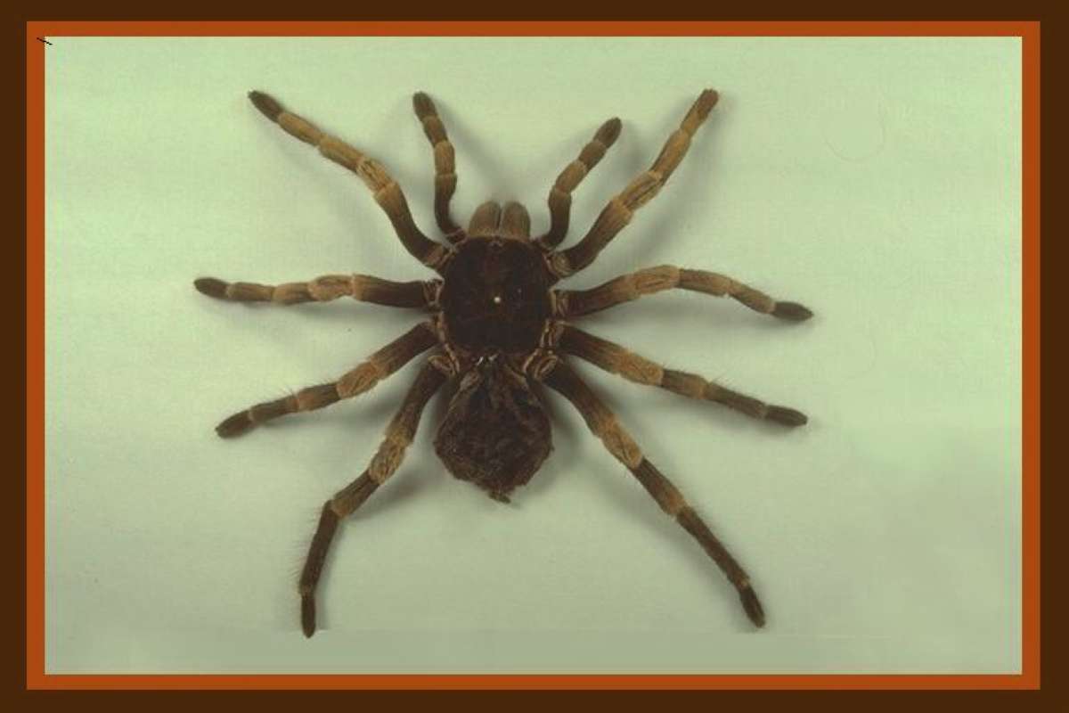 <br>(Origin of the Specimen: Costa Rica)<br>(Origin of the Specimen: Costa Rica)