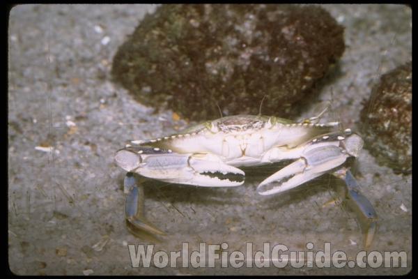 <br>(Origin of the Specimen: Food Commerce)<br>(Location of Picture: Shedd Aquarium, Illinois)