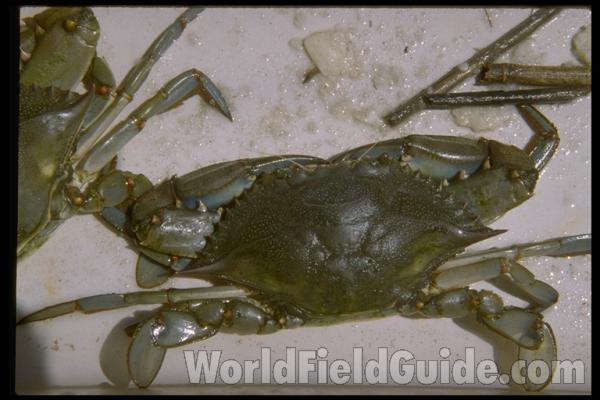 <br>(Origin of the Specimen: Food Commerce)<br>(Location of Picture: Shedd Aquarium, Illinois)<br>(Location of Picture: South Carolina, USA)