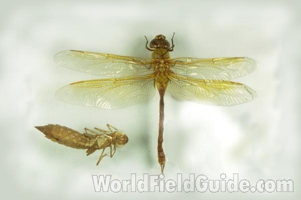 Dorsal With Larvae Shell<br>(Origin of the Specimen: Round Lake, Illinois, USA)