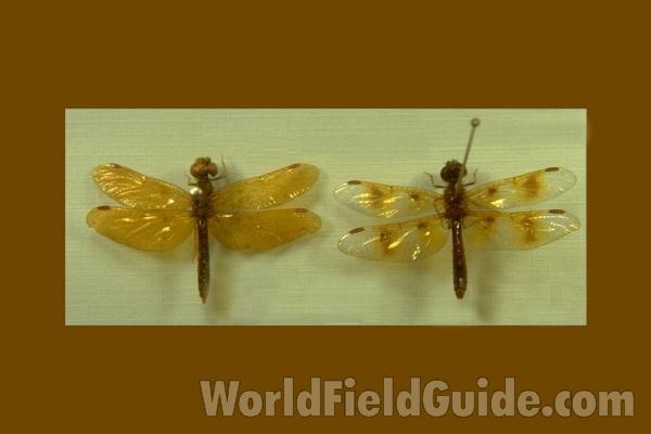 Mounted - Dorsal<br>(Origin of the Specimen: Tequesta, Florida, USA)