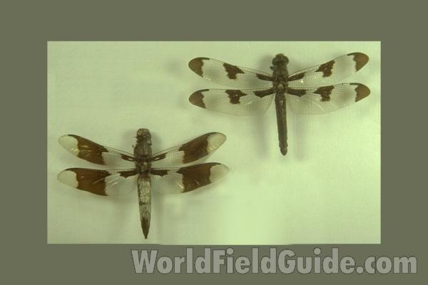 Pair - Dorsal<br>(Origin of the Specimen: New Jersey, USA)