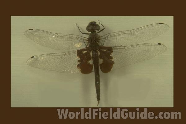 Mounted - Dorsal<br>(Origin of the Specimen: Illinois, USA)