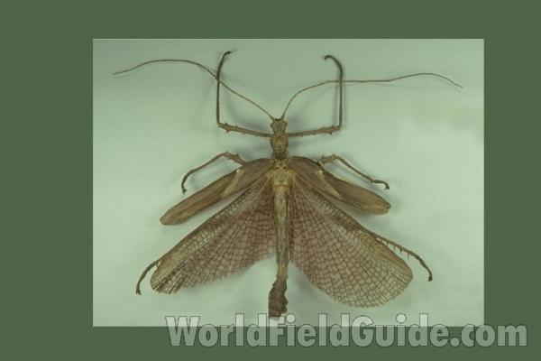 Male - Mounted - Wings Spread<br>(Origin of the Specimen: Malaysia)