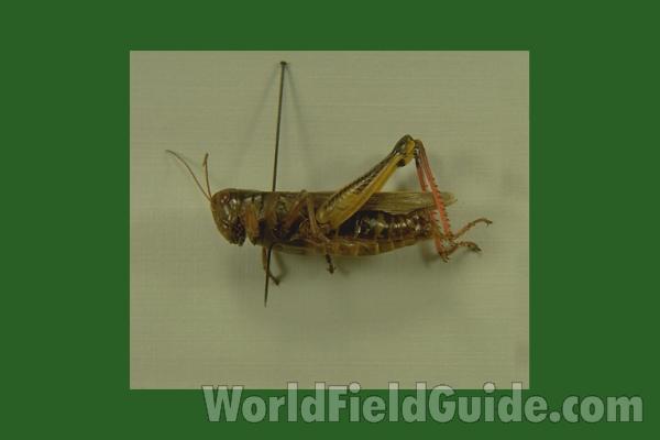 Mounted - Side View<br>(Origin of the Specimen: Grayslake, Illinois, USA)