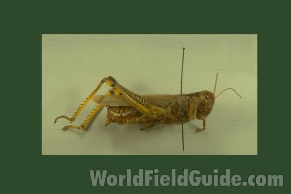 Mounted - Side View<br>(Origin of the Specimen: Illinois, USA)