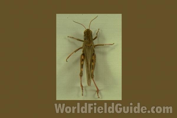 Mounted - Dorsal View<br>(Origin of the Specimen: Illinois, USA)
