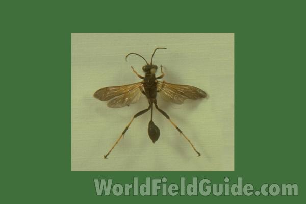 Mounted - Dorsal View<br>(Origin of the Specimen: Round Lake, Illinois, USA, 1988)