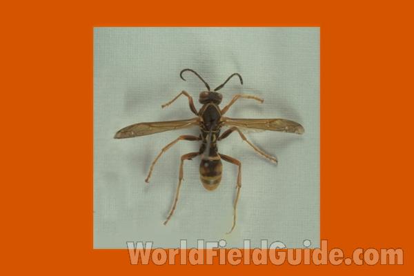 Mounted - Dorsal View<br>(Origin of the Specimen: Round Lake, Illinois, 1978)