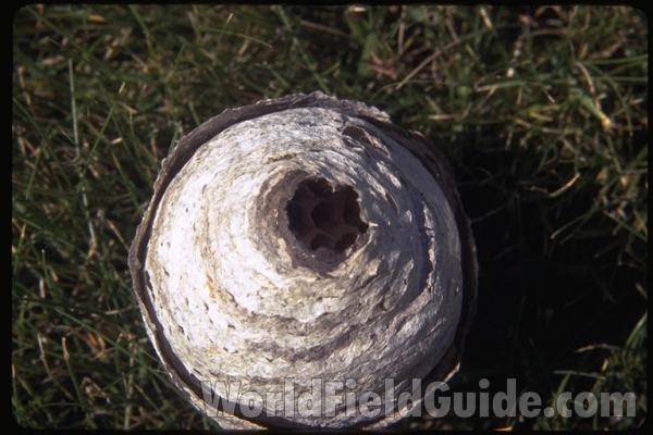 Nest- End View<br>(Location of Picture: Okanogan, Washington)
