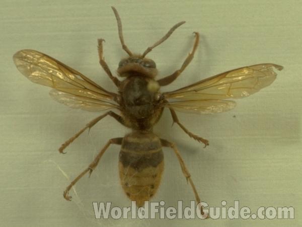 Mounted - Dorsal View<br>(Origin of the Specimen: Sweden)