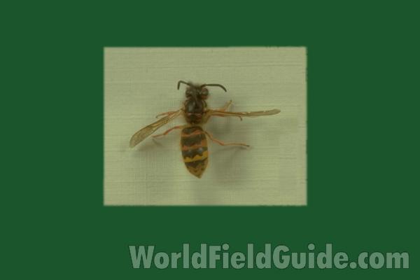 Mounted - Dorsal View<br>(Origin of the Specimen: Round Lake, Illinois, USA)